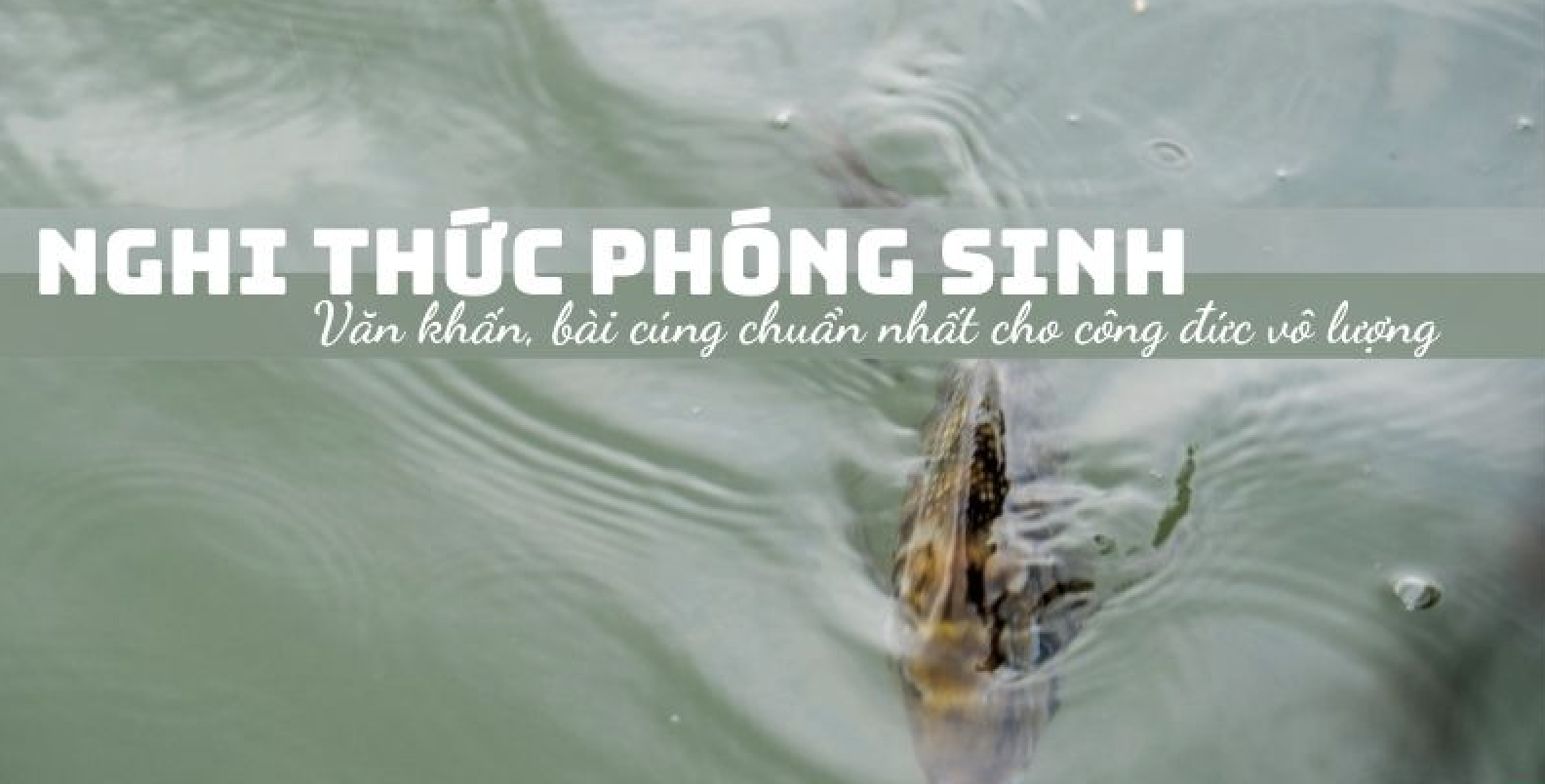 Một số lưu ý quan trọng khi thực hiện lễ phóng sinh